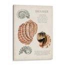 Notas De Campo De La Concha Marina Ii - Naomi McCavitt | Cuadro decorativo de Canvas Lab