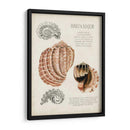 Notas De Campo De La Concha Marina Ii - Naomi McCavitt | Cuadro decorativo de Canvas Lab