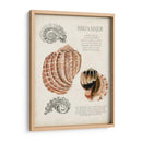 Notas De Campo De La Concha Marina Ii - Naomi McCavitt | Cuadro decorativo de Canvas Lab