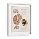 Notas De Campo De La Concha Marina Ii - Naomi McCavitt | Cuadro decorativo de Canvas Lab