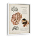Notas De Campo De La Concha Marina Ii - Naomi McCavitt | Cuadro decorativo de Canvas Lab