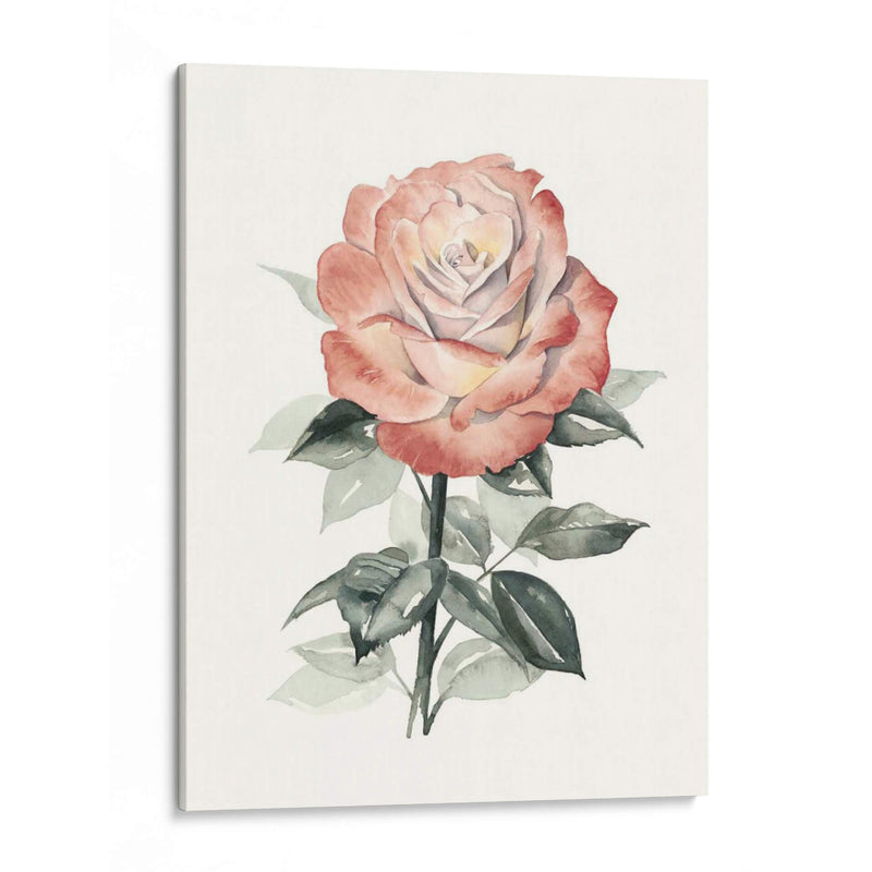 Beholden Rose I - Grace Popp | Cuadro decorativo de Canvas Lab