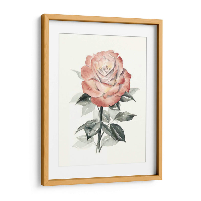 Beholden Rose I - Grace Popp | Cuadro decorativo de Canvas Lab