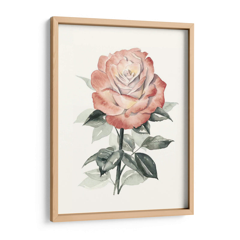 Beholden Rose I - Grace Popp | Cuadro decorativo de Canvas Lab