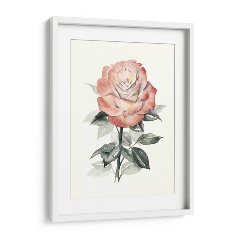 Beholden Rose I - Grace Popp | Cuadro decorativo de Canvas Lab