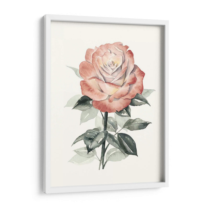 Beholden Rose I - Grace Popp | Cuadro decorativo de Canvas Lab