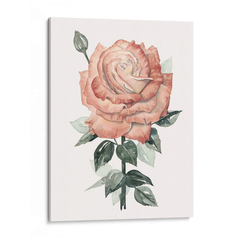 Beholden Rose Ii - Grace Popp | Cuadro decorativo de Canvas Lab