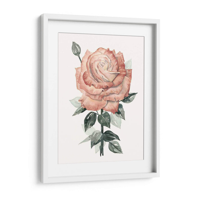 Beholden Rose Ii - Grace Popp | Cuadro decorativo de Canvas Lab