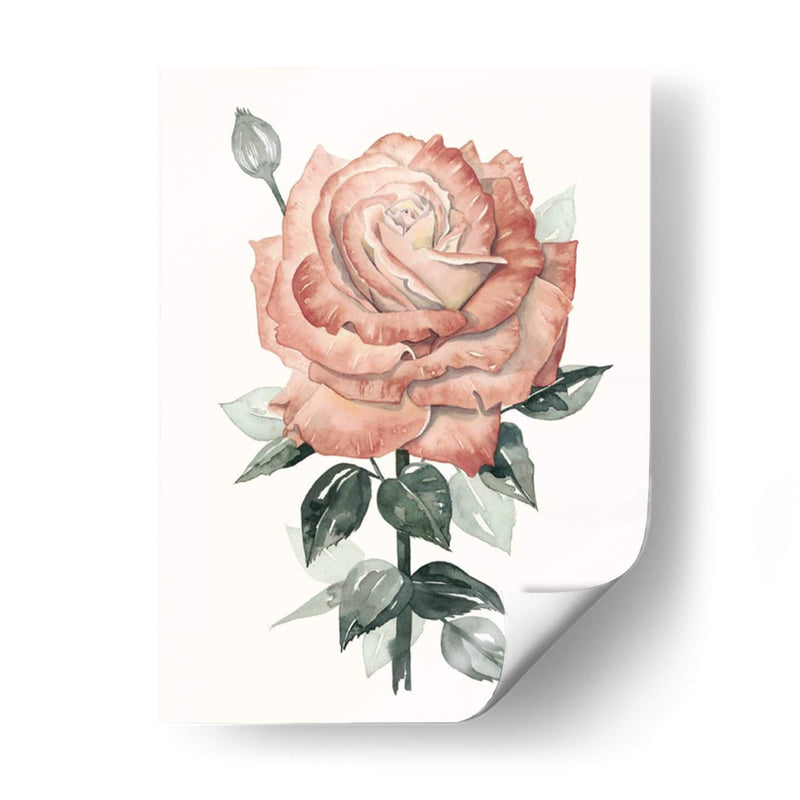 Beholden Rose Ii - Grace Popp | Cuadro decorativo de Canvas Lab