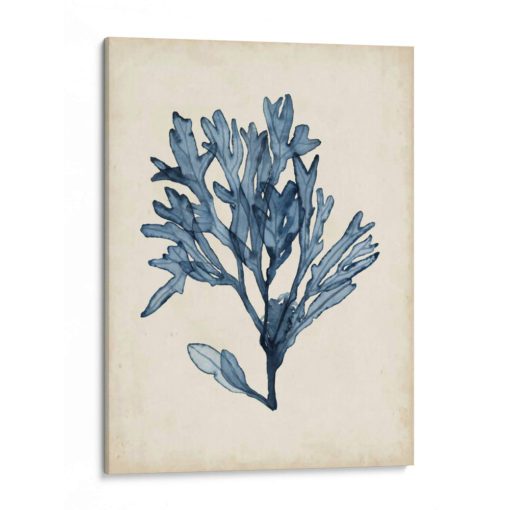 Especímenes De Algas Ii - Naomi McCavitt | Cuadro decorativo de Canvas Lab
