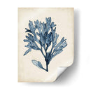 Especímenes De Algas Ii - Naomi McCavitt | Cuadro decorativo de Canvas Lab