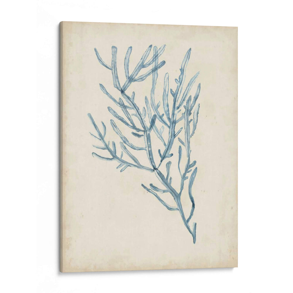 Especímenes De Algas Iii - Naomi McCavitt | Cuadro decorativo de Canvas Lab