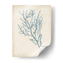 Especímenes De Algas Iii - Naomi McCavitt | Cuadro decorativo de Canvas Lab