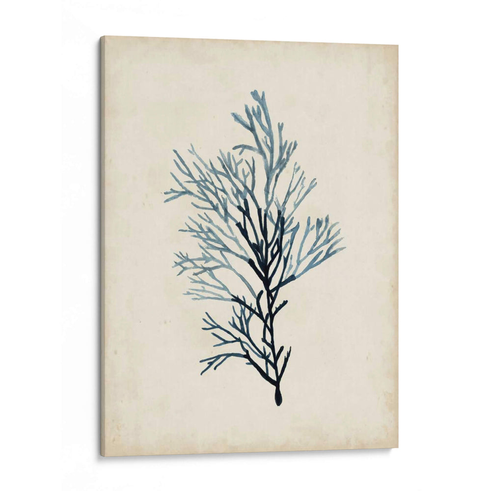 Espécimes De Algas Iv - Naomi McCavitt | Cuadro decorativo de Canvas Lab