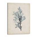 Espécimes De Algas Iv - Naomi McCavitt | Cuadro decorativo de Canvas Lab