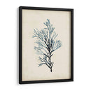 Espécimes De Algas Iv - Naomi McCavitt | Cuadro decorativo de Canvas Lab