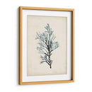 Espécimes De Algas Iv - Naomi McCavitt | Cuadro decorativo de Canvas Lab