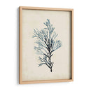 Espécimes De Algas Iv - Naomi McCavitt | Cuadro decorativo de Canvas Lab