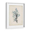 Espécimes De Algas Iv - Naomi McCavitt | Cuadro decorativo de Canvas Lab