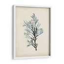 Espécimes De Algas Iv - Naomi McCavitt | Cuadro decorativo de Canvas Lab