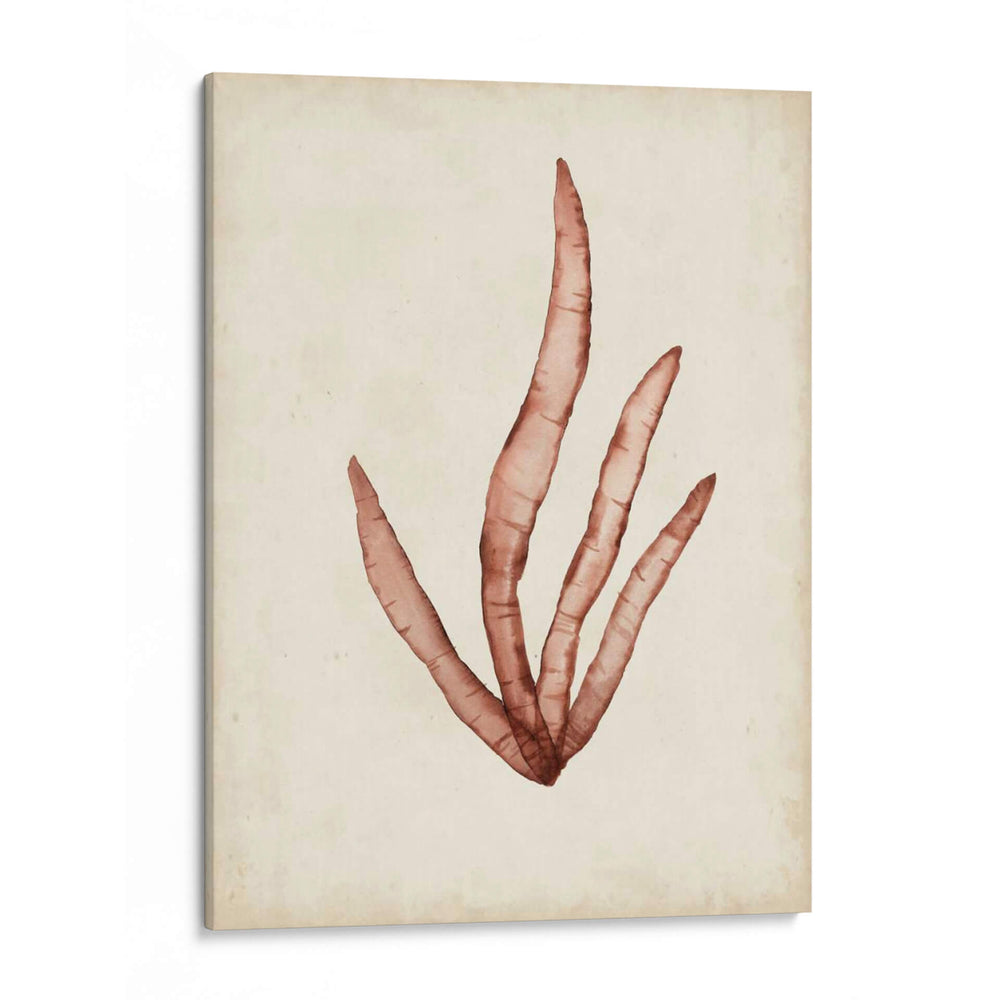 Especímenes De Algas Viii - Naomi McCavitt | Cuadro decorativo de Canvas Lab