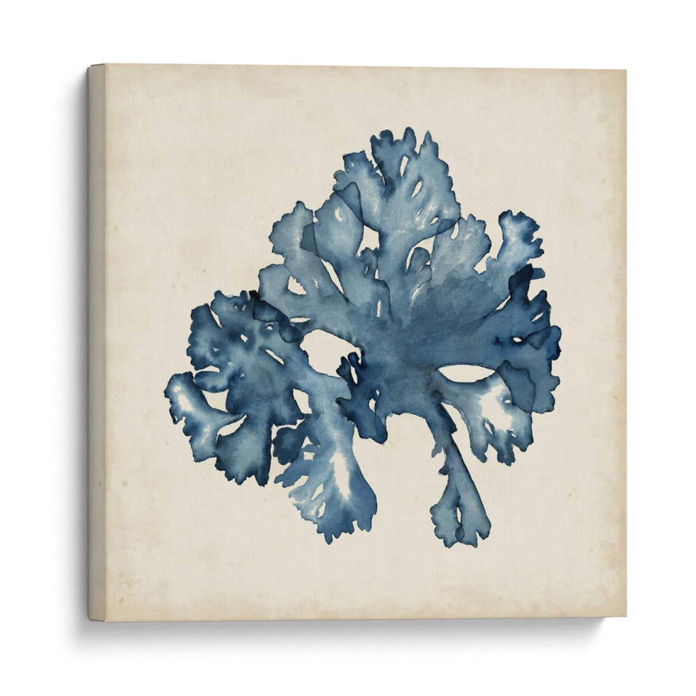 Especímenes De Algas Ix - Naomi McCavitt | Cuadro decorativo de Canvas Lab