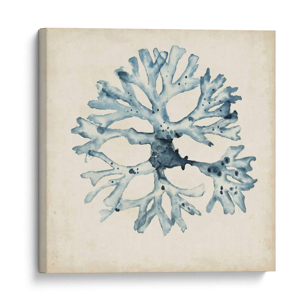 Especímenes De Algas X - Naomi McCavitt | Cuadro decorativo de Canvas Lab