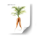 Vegetal Raíz Iii - Grace Popp | Cuadro decorativo de Canvas Lab