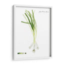 Vegetal Raíz V - Grace Popp | Cuadro decorativo de Canvas Lab