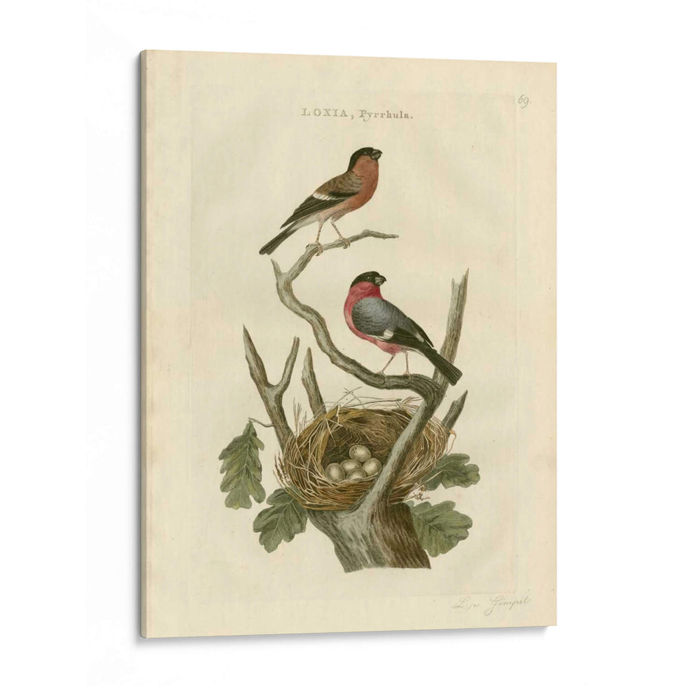 Pájaros Nozeman Y Nidos I - Nozeman | Cuadro decorativo de Canvas Lab
