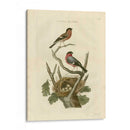 Pájaros Nozeman Y Nidos I - Nozeman | Cuadro decorativo de Canvas Lab