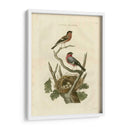 Pájaros Nozeman Y Nidos I - Nozeman | Cuadro decorativo de Canvas Lab