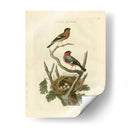 Pájaros Nozeman Y Nidos I - Nozeman | Cuadro decorativo de Canvas Lab