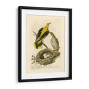 Pájaros Nozeman Y Nidos Ii - Nozeman | Cuadro decorativo de Canvas Lab