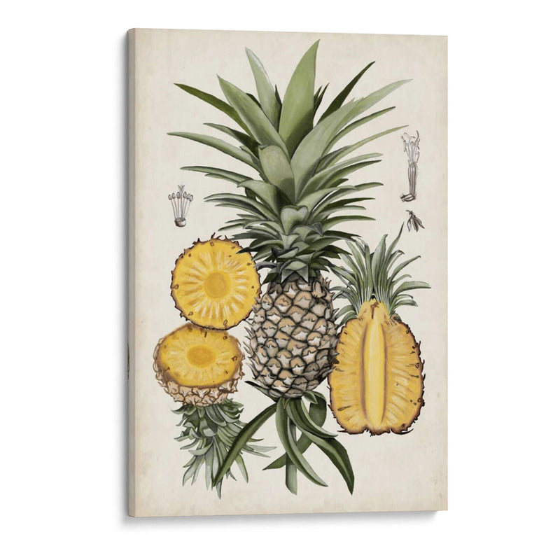 Estudio Botánico De Piña I - Naomi McCavitt | Cuadro decorativo de Canvas Lab