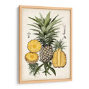 Estudio Botánico De Piña I - Naomi McCavitt | Cuadro decorativo de Canvas Lab