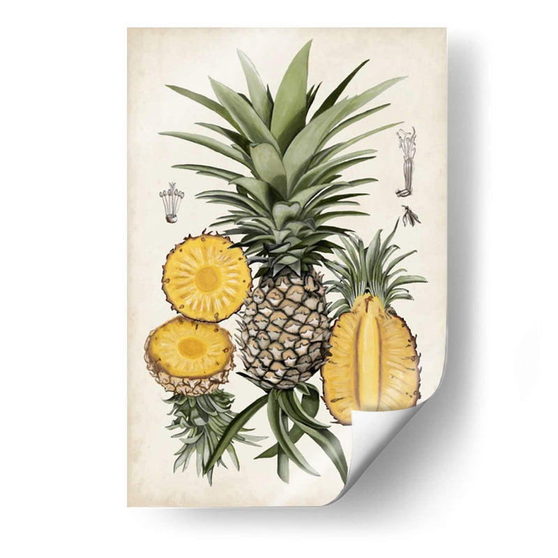 Estudio Botánico De Piña I - Naomi McCavitt | Cuadro decorativo de Canvas Lab