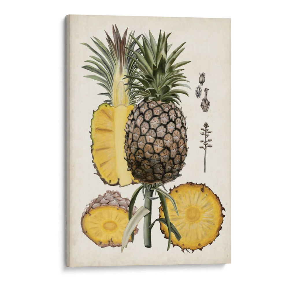 Estudio Botánico De Piña Ii - Naomi McCavitt | Cuadro decorativo de Canvas Lab