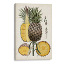 Estudio Botánico De Piña Ii - Naomi McCavitt | Cuadro decorativo de Canvas Lab