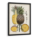 Estudio Botánico De Piña Ii - Naomi McCavitt | Cuadro decorativo de Canvas Lab