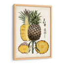 Estudio Botánico De Piña Ii - Naomi McCavitt | Cuadro decorativo de Canvas Lab