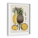 Estudio Botánico De Piña Ii - Naomi McCavitt | Cuadro decorativo de Canvas Lab