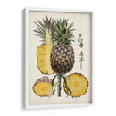 Estudio Botánico De Piña Ii - Naomi McCavitt | Cuadro decorativo de Canvas Lab