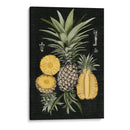 Piña Gráfica Estudio Botánico I - Naomi McCavitt | Cuadro decorativo de Canvas Lab