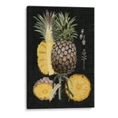 Piña Gráfica Estudio Botánico Ii - Naomi McCavitt | Cuadro decorativo de Canvas Lab