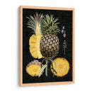 Piña Gráfica Estudio Botánico Ii - Naomi McCavitt | Cuadro decorativo de Canvas Lab