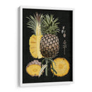 Piña Gráfica Estudio Botánico Ii - Naomi McCavitt | Cuadro decorativo de Canvas Lab