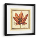 Estudio De Tulipán Ii - Jennifer Goldberger | Cuadro decorativo de Canvas Lab