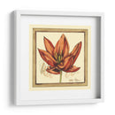 Estudio De Tulipán Ii - Jennifer Goldberger | Cuadro decorativo de Canvas Lab