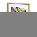 Grandes Mariposas Negras 6 - Fab Funky | Cuadro decorativo de Canvas Lab
